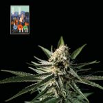 L.A. Peyote Kush Feminizowany Nasiona