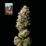 L.A. Peyote Kush Feminizowany Nasiona