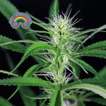 Peyote Zkittlez Féminisée Semences
