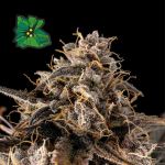 Green Crack Auto Féminisée Semences