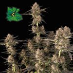 Green Crack Auto Féminisée Semences