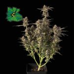 Green Crack Auto Féminisée Semences