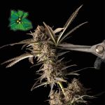 Green Crack Auto Féminisée Semences