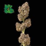 Green Crack Auto Féminisée Semences