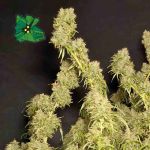 Green Crack Auto Féminisée Semences