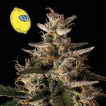 Larry Lemon OG Auto Feminised Seeds