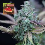 Strawberry Cheesecake Auto Feminized Seeds