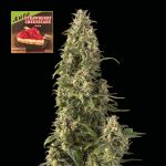 Strawberry Cheesecake Auto Feminized Seeds