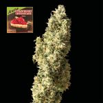 Strawberry Cheesecake Auto Feminized Seeds