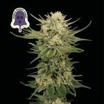 Purple Ghost Candy Feminisiert Saatgut