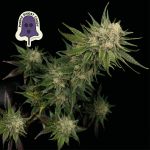 Purple Ghost Candy Feminisiert Saatgut