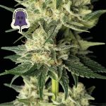 Purple Ghost Candy Feminisiert Saatgut