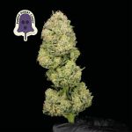 Purple Ghost Candy Feminisiert Saatgut