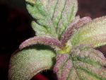 Purple Ghost Candy Feminisiert Saatgut