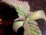 Purple Ghost Candy Feminisiert Saatgut