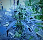 Purple Ghost Candy Feminisiert Saatgut