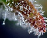 Purple Ghost Candy Feminisiert Saatgut