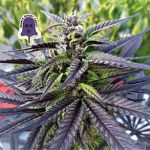 Purple Ghost Candy Feminisiert Saatgut
