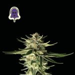 Purple Ghost Candy Feminisiert Saatgut