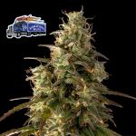 Alaskan Diesel Auto Feminisiert Saatgut