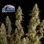 Alaskan Diesel Auto Feminisiert Saatgut