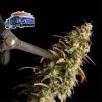 Alaskan Diesel Auto Feminisiert Saatgut