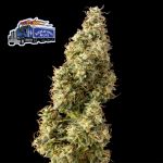 Alaskan Diesel Auto Feminisiert Saatgut