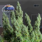 Alaskan Diesel Auto Feminisiert Saatgut
