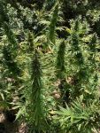 Alaskan Diesel Auto Feminisiert Saatgut