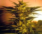 power-skunk