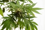 Hellfire OG Feminised Seeds