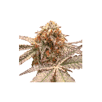 Purple OG Punch Feminised Seeds