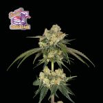 Bubba Cheesecake Feminisiert Saatgut