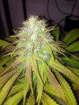 Boss Hogg Auto Feminisiert Samen - 6