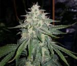 MEPH-4ASS-AUTO-FEM