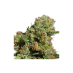 SSSC-BLD-AUTO-FEM-8