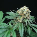 Peach Lassi Regular Seeds - 12