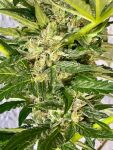Zkittlez FAST Feminisiert Saatgut - BULK x 100