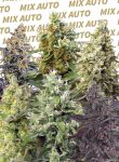 SS-MIXA-FEM