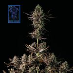 Blue Dream Schnell Feminisiert Saatgut