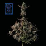 Blue Dream Schnell Feminisiert Saatgut