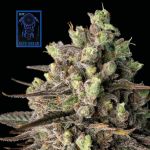 Blue Dream Schnell Feminisiert Saatgut