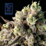 Blue Dream Schnell Feminisiert Saatgut