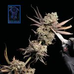 Blue Dream Schnell Feminisiert Saatgut
