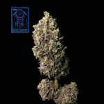 Blue Dream Schnell Feminisiert Saatgut