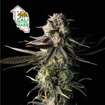 Cali Critical Mass Feminizowany Nasiona