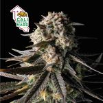 Cali Critical Mass Feminizowany Nasiona