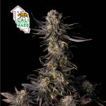 Cali Critical Mass Feminizowany Nasiona