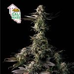 Cali Critical Mass Feminizowany Nasiona