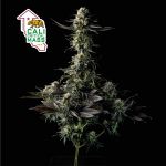 Cali Critical Mass Feminizowany Nasiona